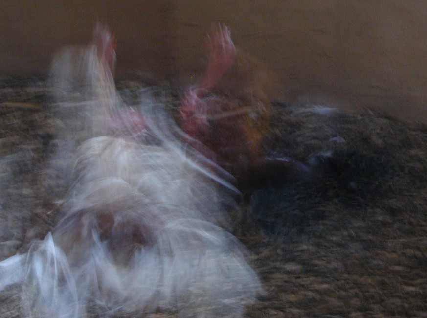Pelea de gallos (sin espuelas) 6
